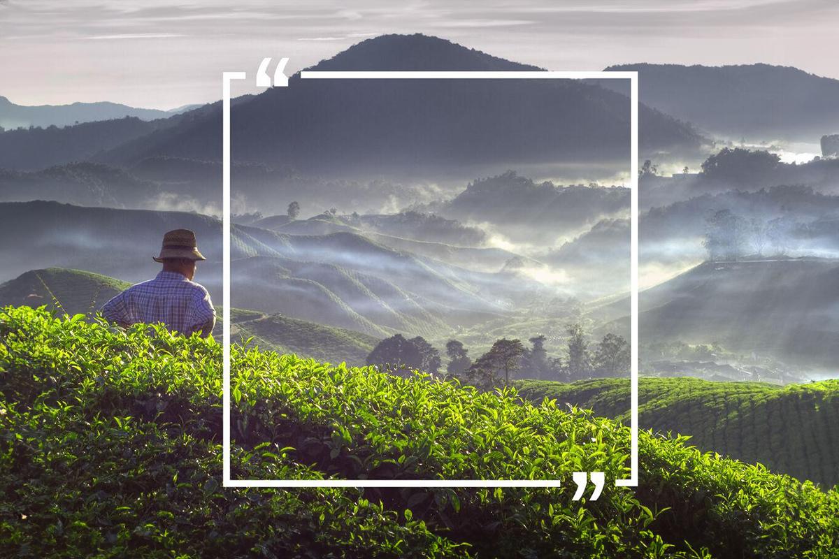 50 Tea Quotes for Tea Lovers